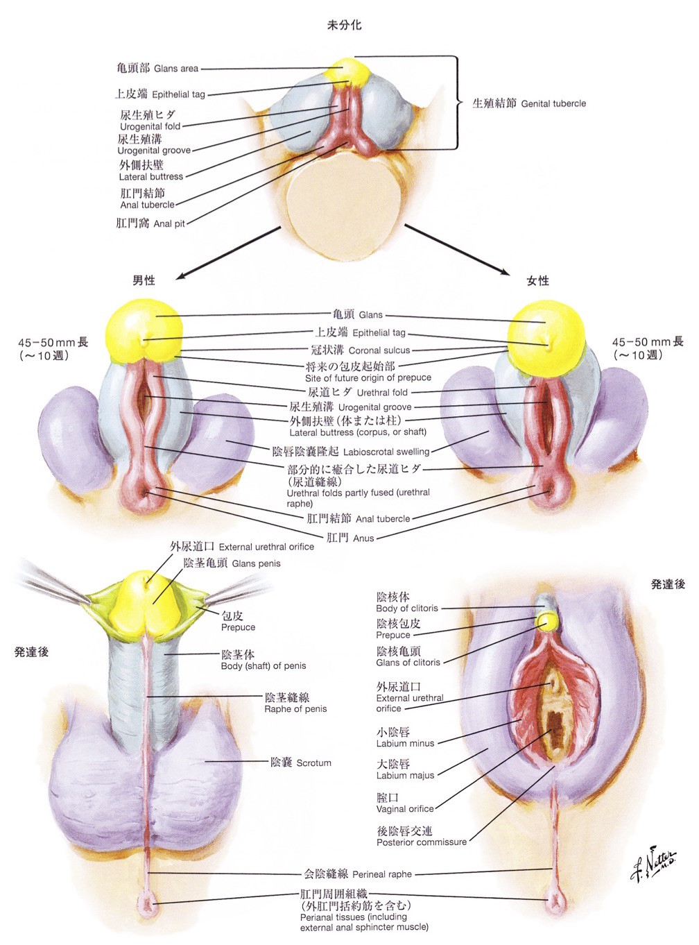 Geschlechtsentwicklung